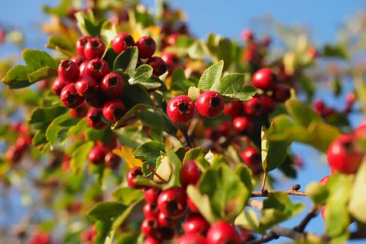 fresh raw European hawthorn berries on tree (Crataegus monogyna)