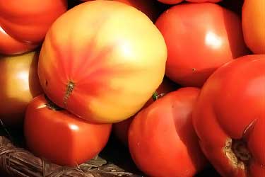 heirloom tomatoes