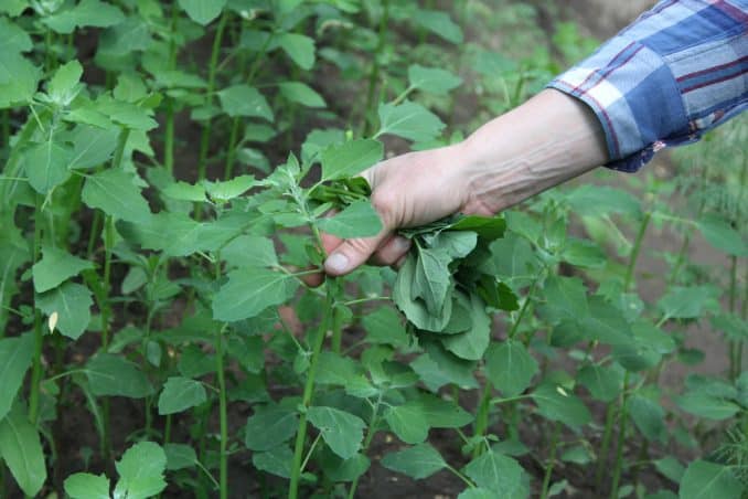 History Of Lambs Quarter