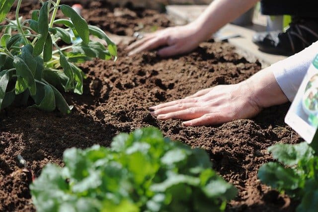 How To Protect Yourself From Lambs Quarter