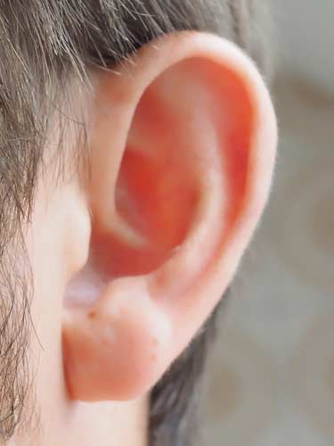 human ear