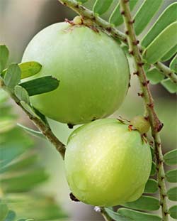 Indian gooseberry