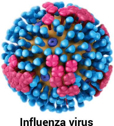 what influenza virus looks like