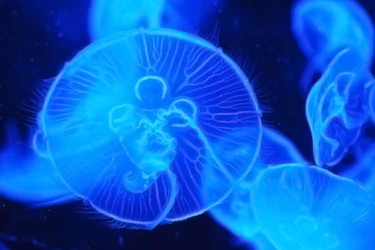 glowing jellyfish