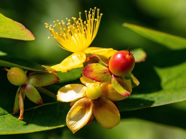 John’s wort