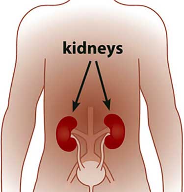 diagram of human kidneys