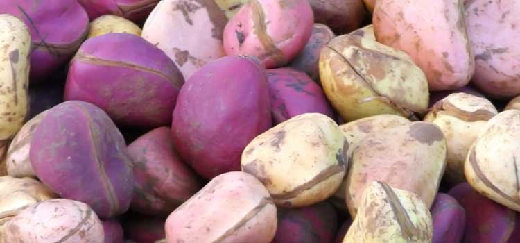 raw kola nuts