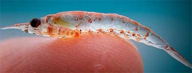 krill on fingertip