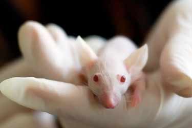 albino lab rat