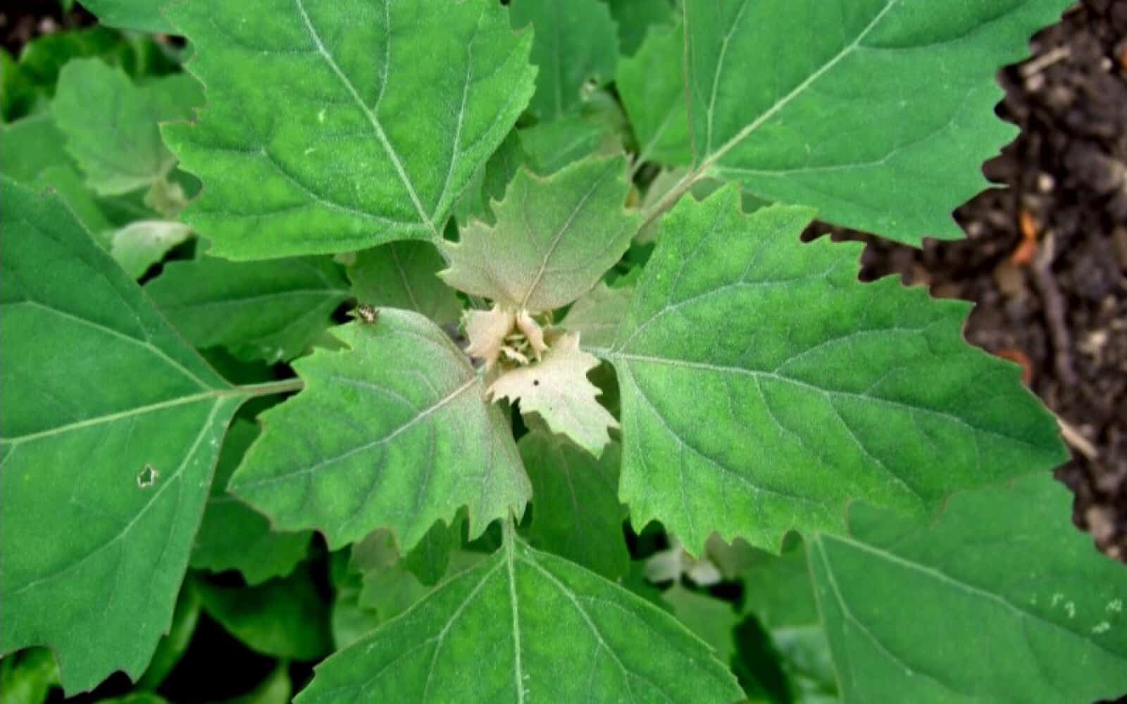 Lambs Quarter Allergy