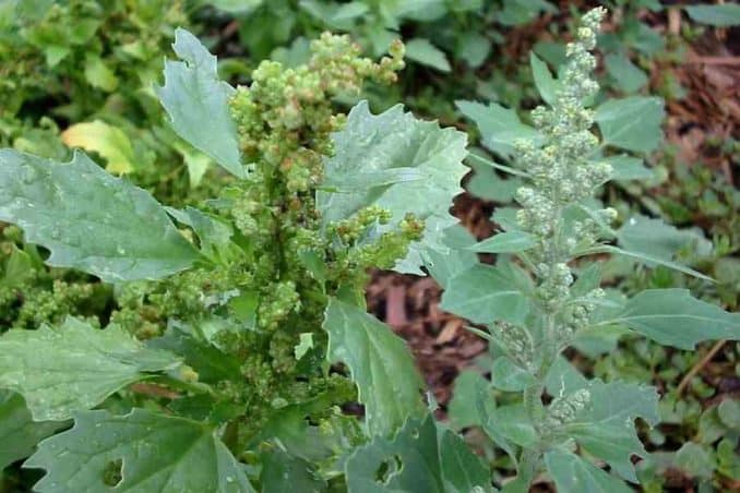 Lambs Quarter And Allergy