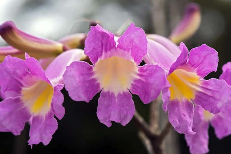 pink lapacho flowers