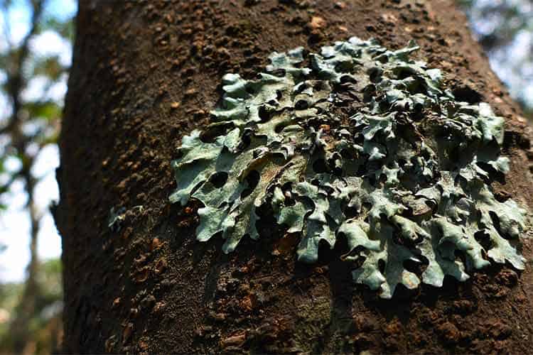 lichen growing on bark