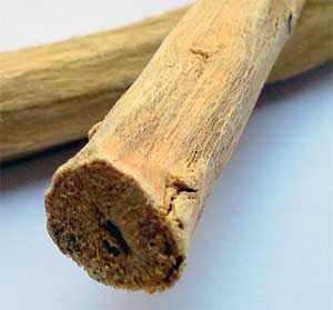 licorice root closeup photo