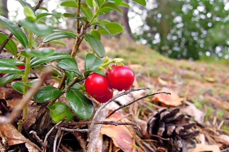 Vaccinium vitis-idaea plant with green leaves and red berries growing on it