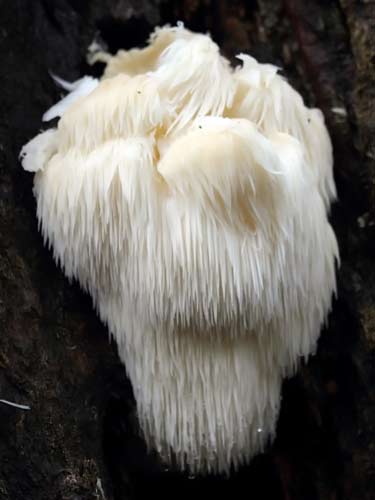 lion's mane mushroom growing