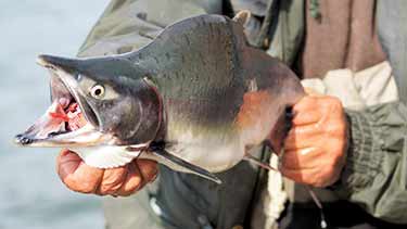 man holding live salmon with mouth open