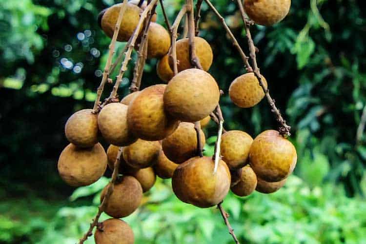 fresh longan hanging on tree