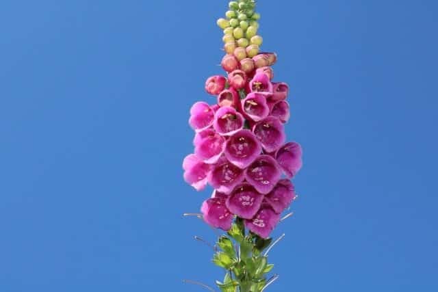 Foxglove