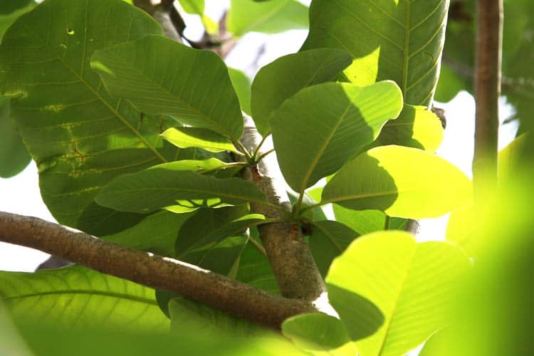 Magnolia officinalis branches and leaves