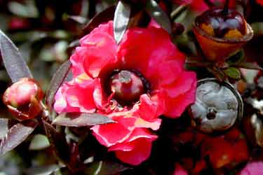 Manuka flower