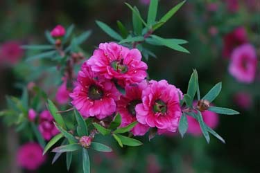 manuka flowers