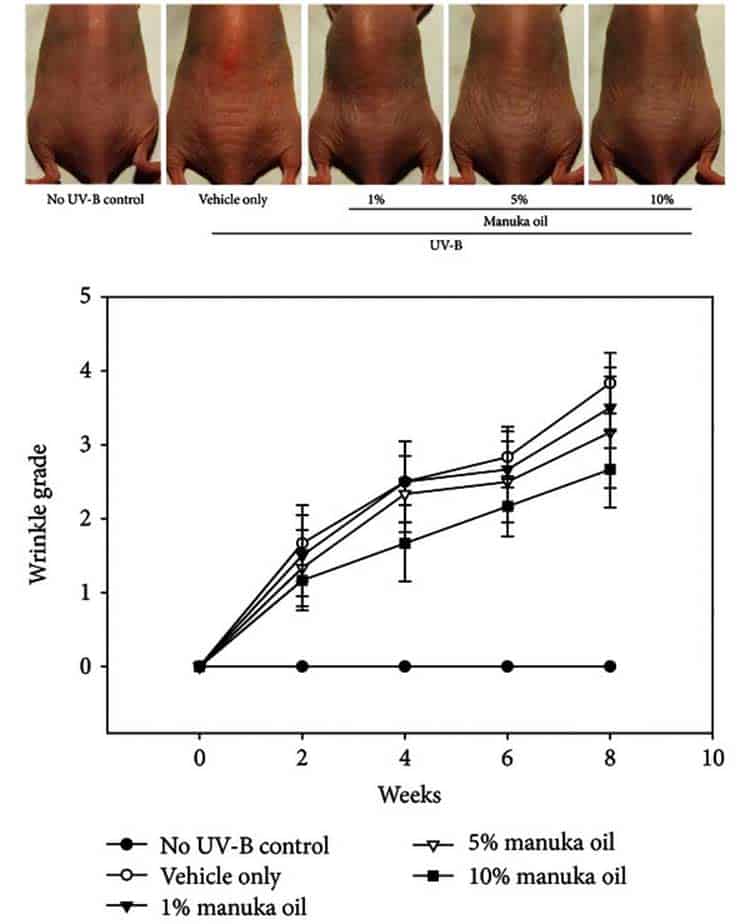 photos and graph of manuka oil used for wrinkle prevention