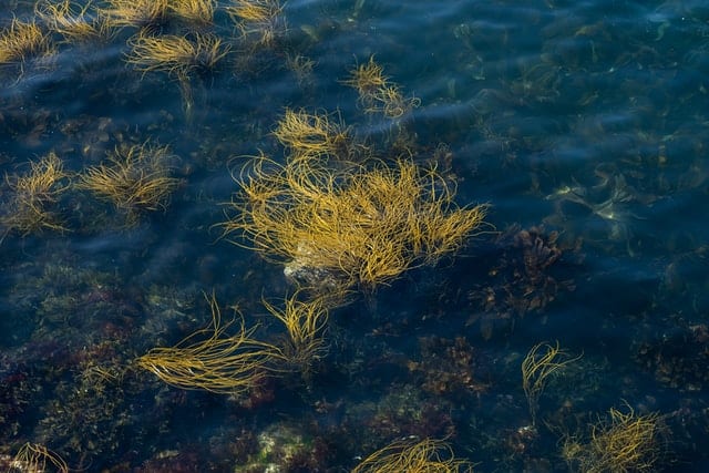 Benefits Of Seaweed