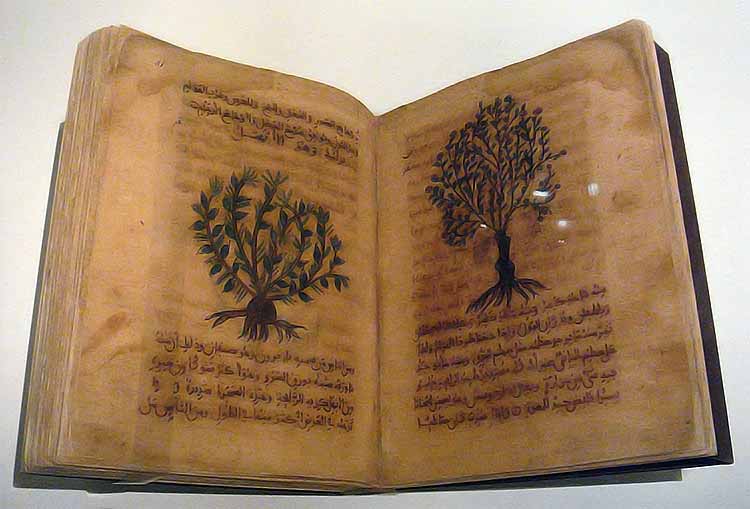 De Materia Medica in Arabic, Spain, 12th-13th century