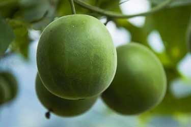 fresh monk fruit on tree