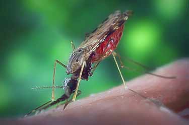 mosquito biting skin