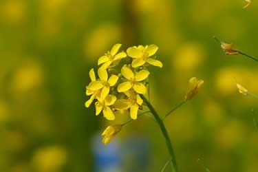 mustard flower