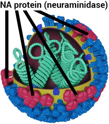 neuraminidase protein