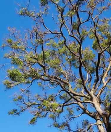 neem tree