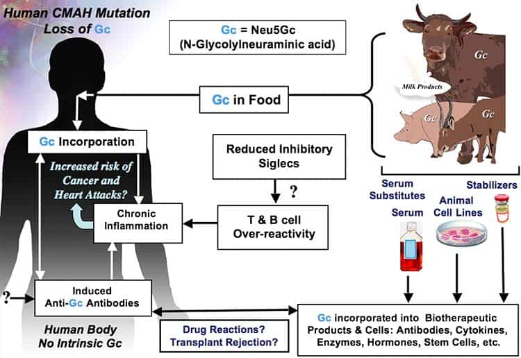 diagram showing why Neu5Gc is bad for you