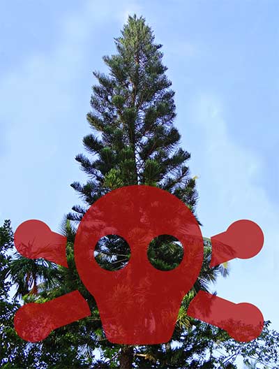 Norfolk island pine with toxic symbol