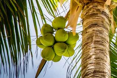 palm tree with green coconuts growing on it