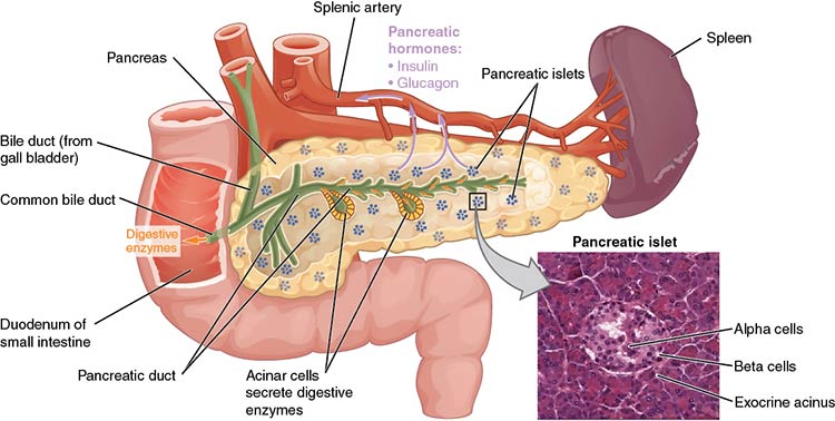 diagram of human pancreas parts and functions