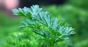 parsley leaf