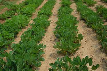 peanut farm