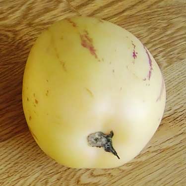 yellow melon pear with dark purple streaks on it