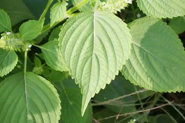 Perilla frutescens leaves