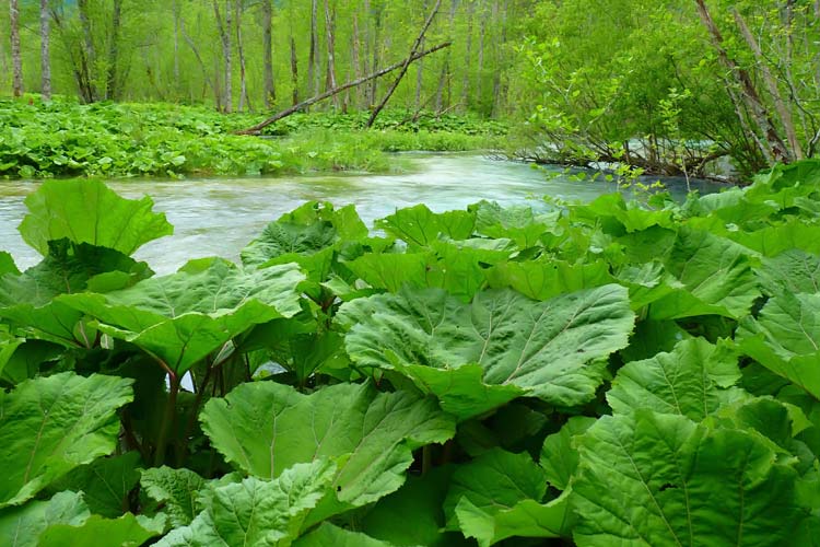 wild Petasites hybridus plants growing along stream