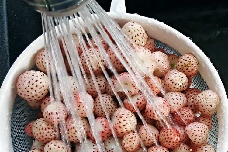 fresh cut pineberries being rinsed in sink