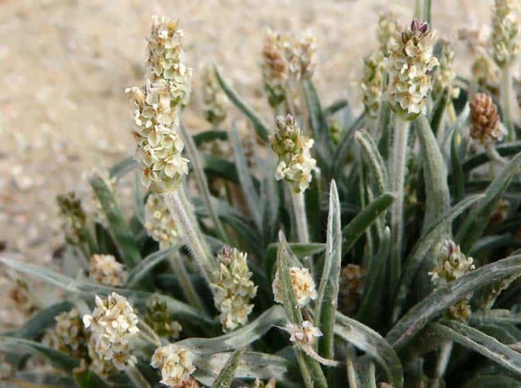 Plantago ovata plant