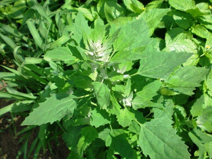 Pollen Counts Of Lambs Quarter