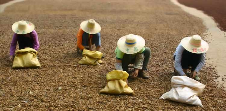 Chinese farmers processing dried anise