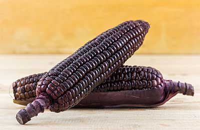 ears of purple corn