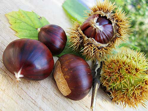 raw chestnuts