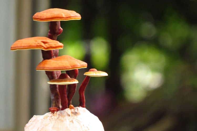 reishi mushrooms